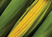 Sweet corn